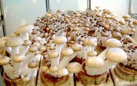 Sản xuất nấm phát triển theo quy mô công nghiệp
